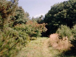 Agostyáni arborétum Tata
