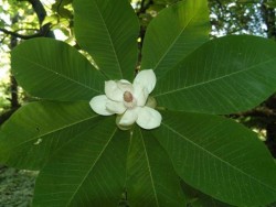Sárvári arborétum Sárvár