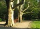 Sárvári arborétum 3