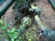 Tropicarium és Óceanárium Budapest 9