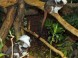 Tropicarium és Óceanárium Budapest 10
