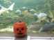 Tropicarium és Óceanárium Budapest 13