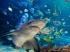 Tropicarium és Óceanárium Budapest 15