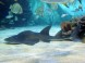 Tropicarium és Óceanárium Budapest 16