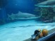 Tropicarium és Óceanárium Budapest 18