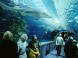 Tropicarium és Óceanárium Budapest 1