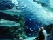 Tropicarium és Óceanárium Budapest 3