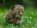 Kittenberger Kálmán Növény- és Vadaspark - Veszprém 6