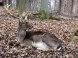 Budakeszi Vadaspark 4
