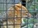 Budakeszi Vadaspark 5