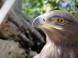 Budakeszi Vadaspark 9