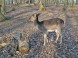 Budakeszi Vadaspark 14